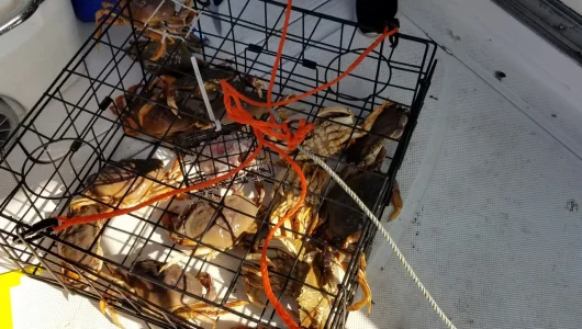 Boat rentals vancouver for fishing and crabbing