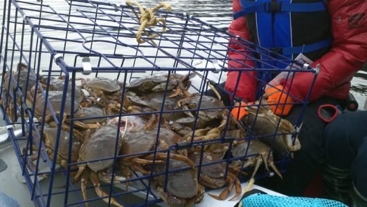 Vancouver and Port Moody Fishing Charters